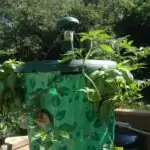 Topsy turvy planter at two weeks, tomatoes, basil and tomatillos
