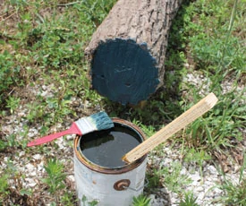 If small logs for turning are to be stored for some time before use, their ends should be coated with exterior house paint.
