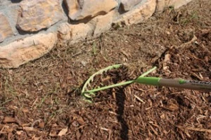 Although recent studies suggest the high bark content in mulch doesn't provide adequate nourishment for termites, it does provide a moist, dark environment for them to search for food. Be sure to keep the mulch several inches away from the house foundation to prevent infestation.