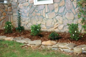 I replaced an old cedar shrub with a row of alternating Gardenias and Indian Hawthorne shrubs. Water the new shrubs daily for 30 days after planting.