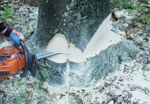 The bore-cut method involves plunging the saw directly through the tree and working back and forth to maintain hinge integrity and to create a back strap that helps hold the tree in place until it is time to drop it.