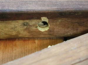 Photo gives a peek inside a nesting hole