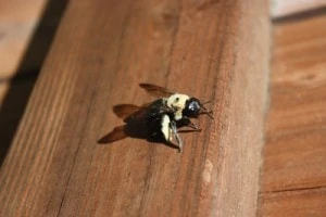 Repair Carpenter Bee Damage
