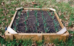 Raised bed garlic garden