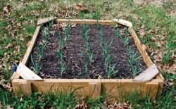 Raised bed garlic garden