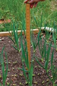 Garlic past a foot high