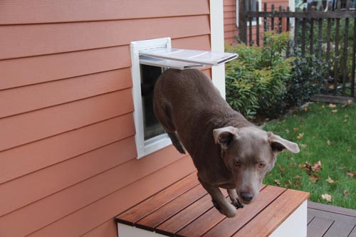 Installing doggy door in wall sale