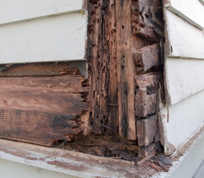 Termite Infestation is Getting Worse, Protection is