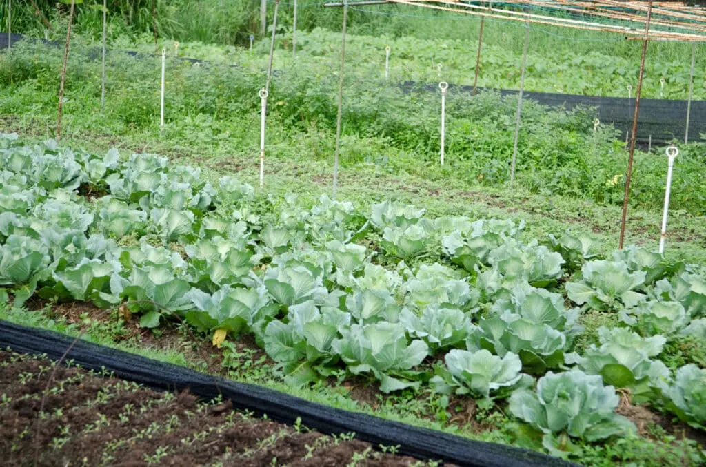 Cabbage garden