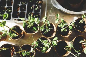 Grow a garden from seed