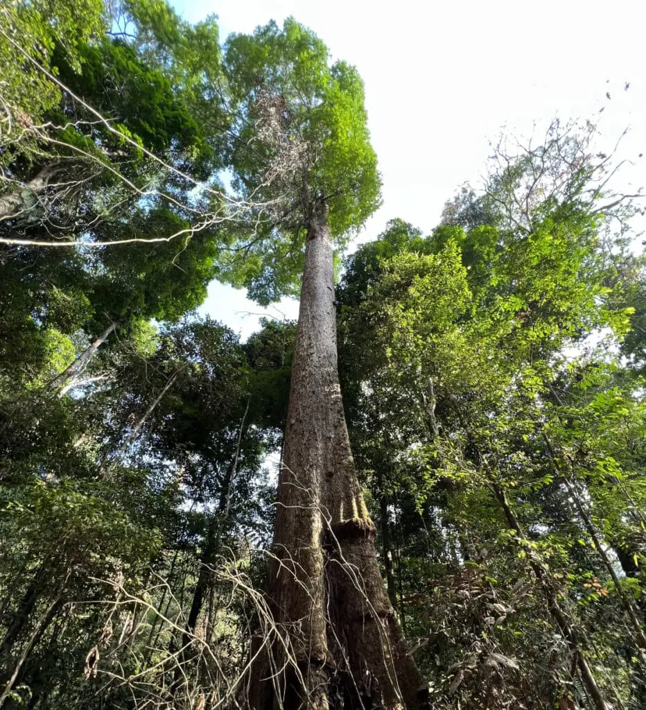 Amazon trees