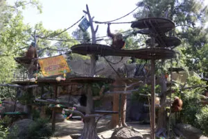Orangutan Habitat Sacramento Zoo