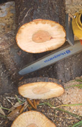 1a1ChainsawTT25